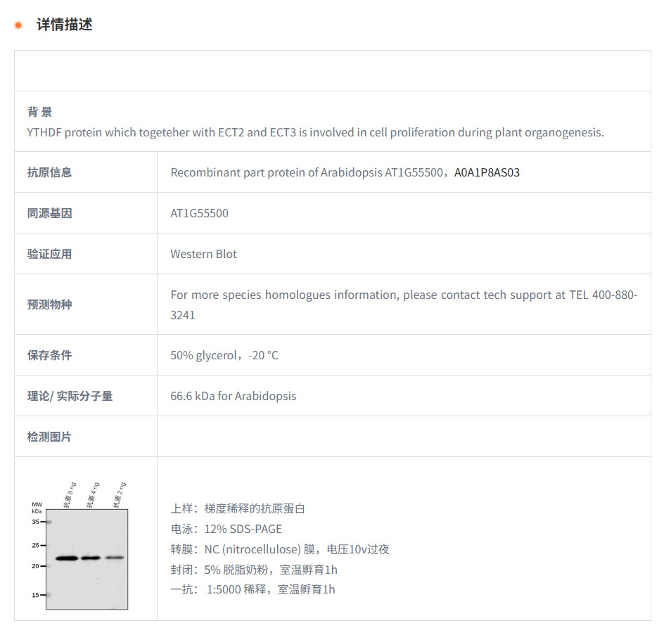 【植物抗体】Anti-ECT4/ YTH domain-co