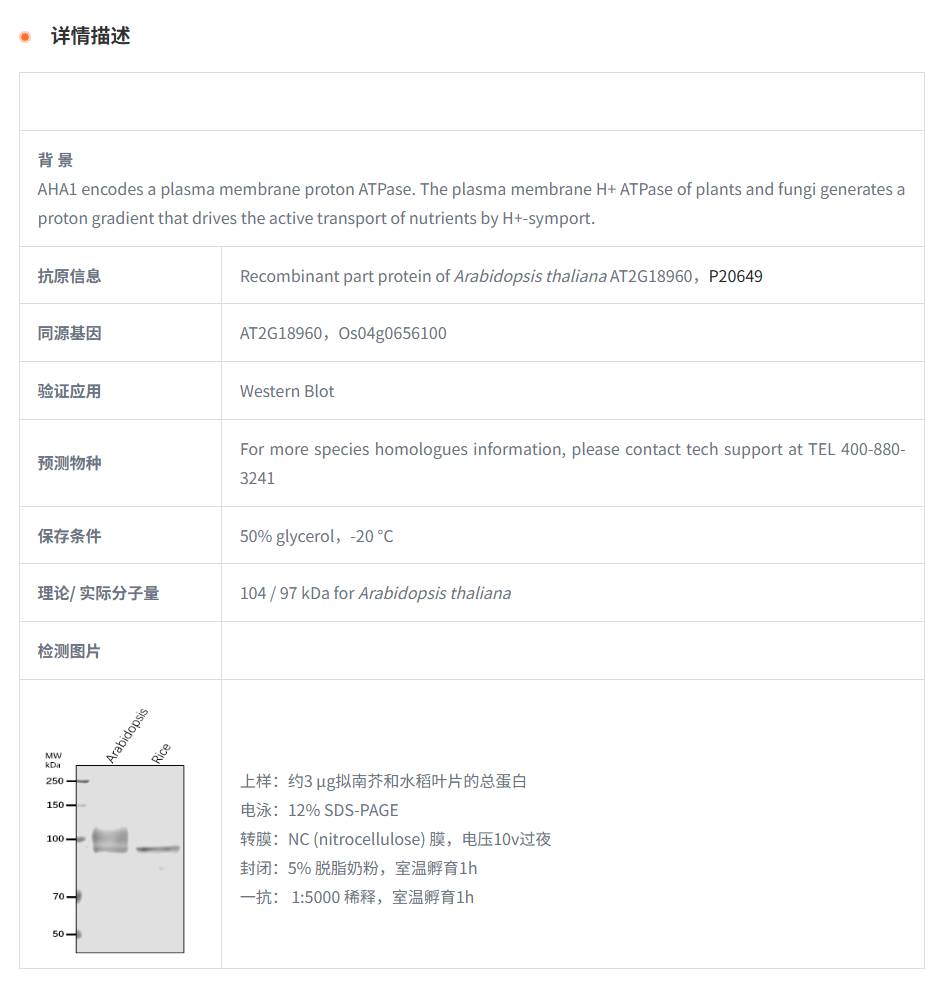 【植物抗体】Anti-H+ATPase/ Plasma me