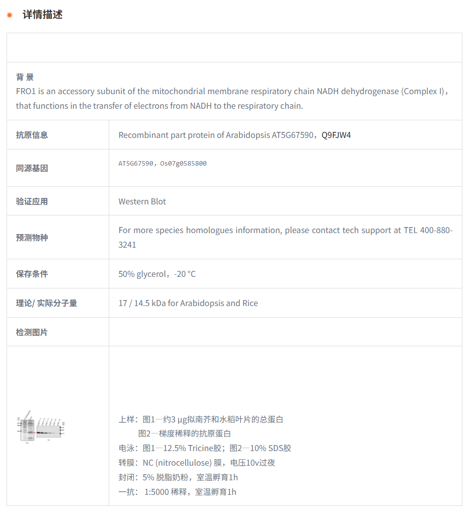 【植物抗体】Anti-FRO1/ NADH dehydrog