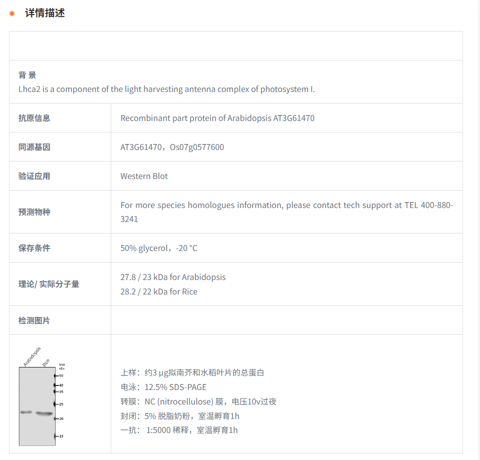 【植物抗体】Anti-Lhca2/ Photosystem 