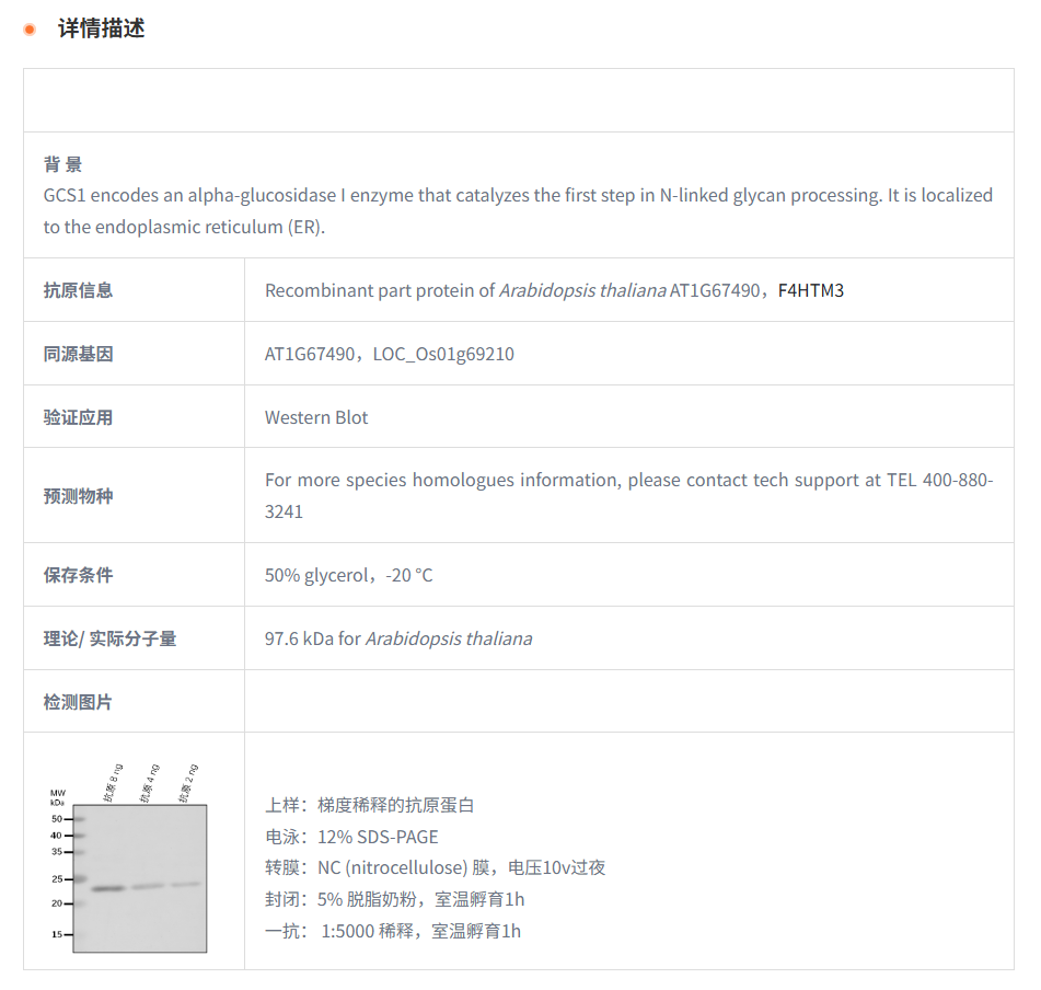【植物抗体】Anti-GCS1/ Mannosyl-olig