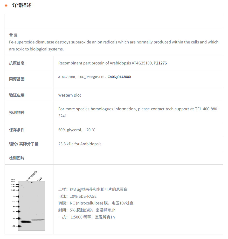 【植物抗体】Anti-FSD1 / Superoxide d