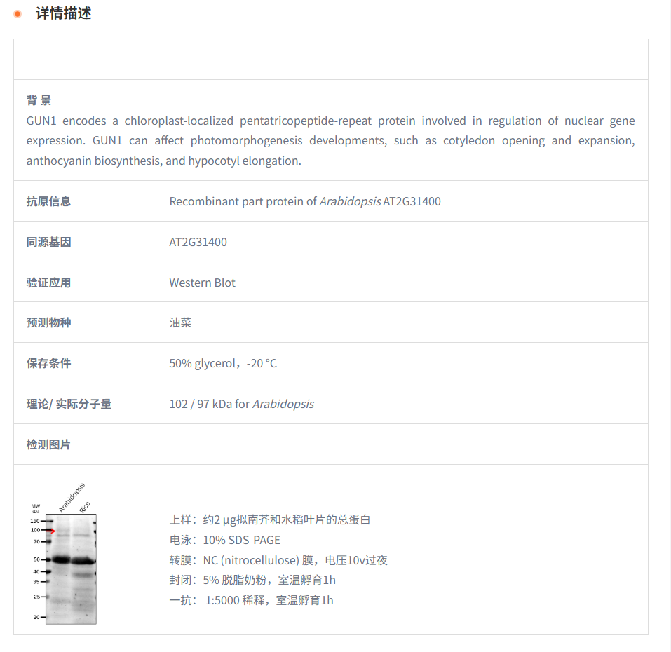 【植物抗体】Anti-GUN1/ GENOMES UNCOU