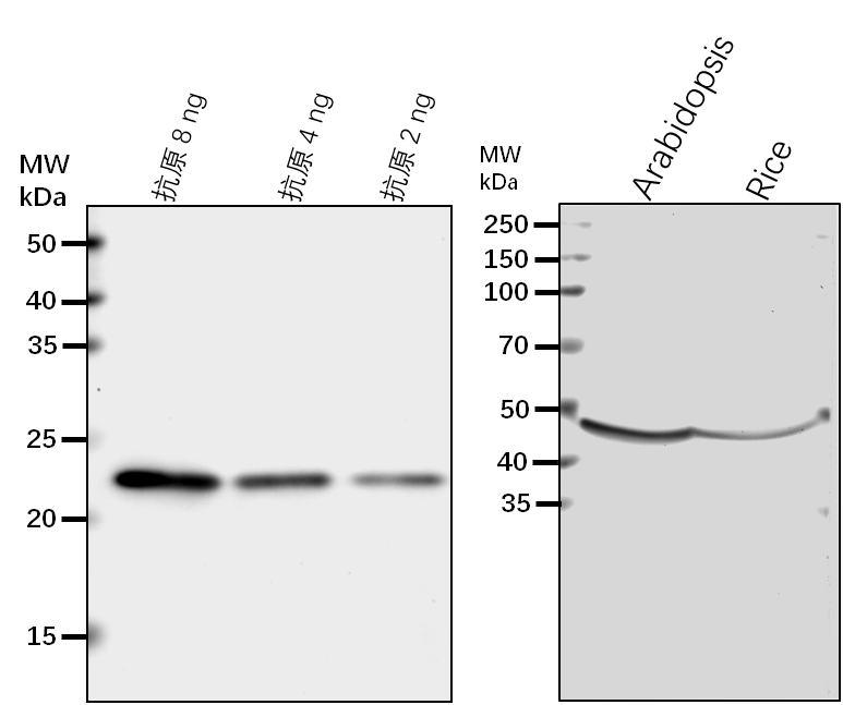 Anti-EIF4A1/ Eukaryotic translation initiation factor 4A1