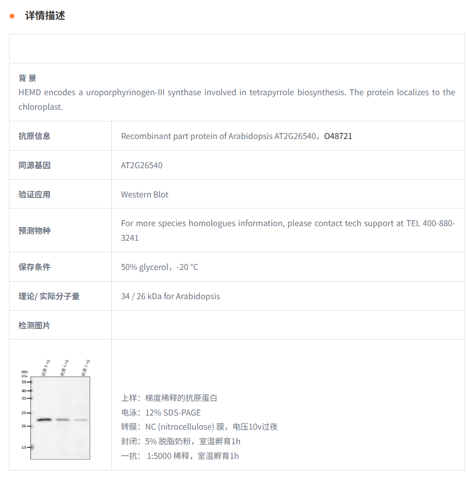 【植物抗体】Anti-HEMD/ Uroporphyrino