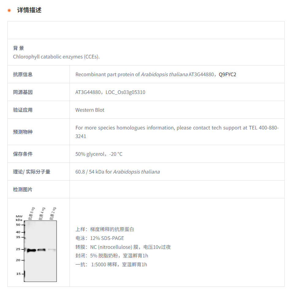 【植物抗体】Anti-PAO/ Pheophorbide a