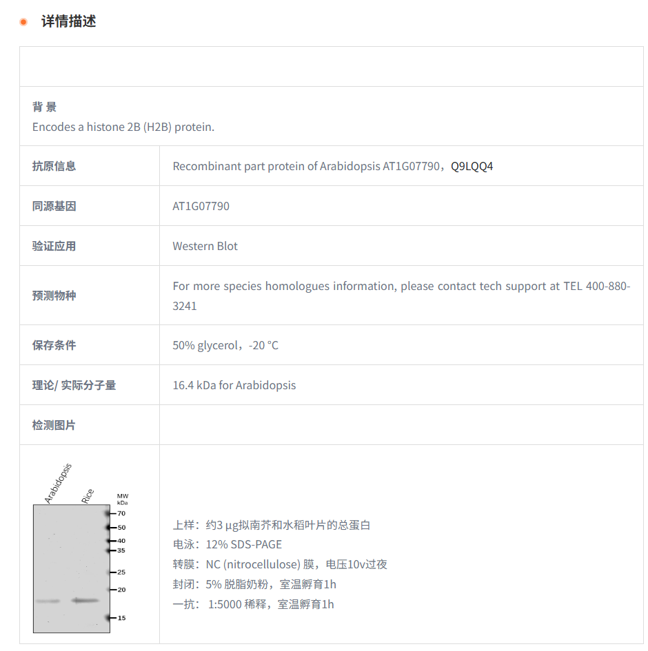 【植物抗体】Anti-HTB1/ Histone H2B.1