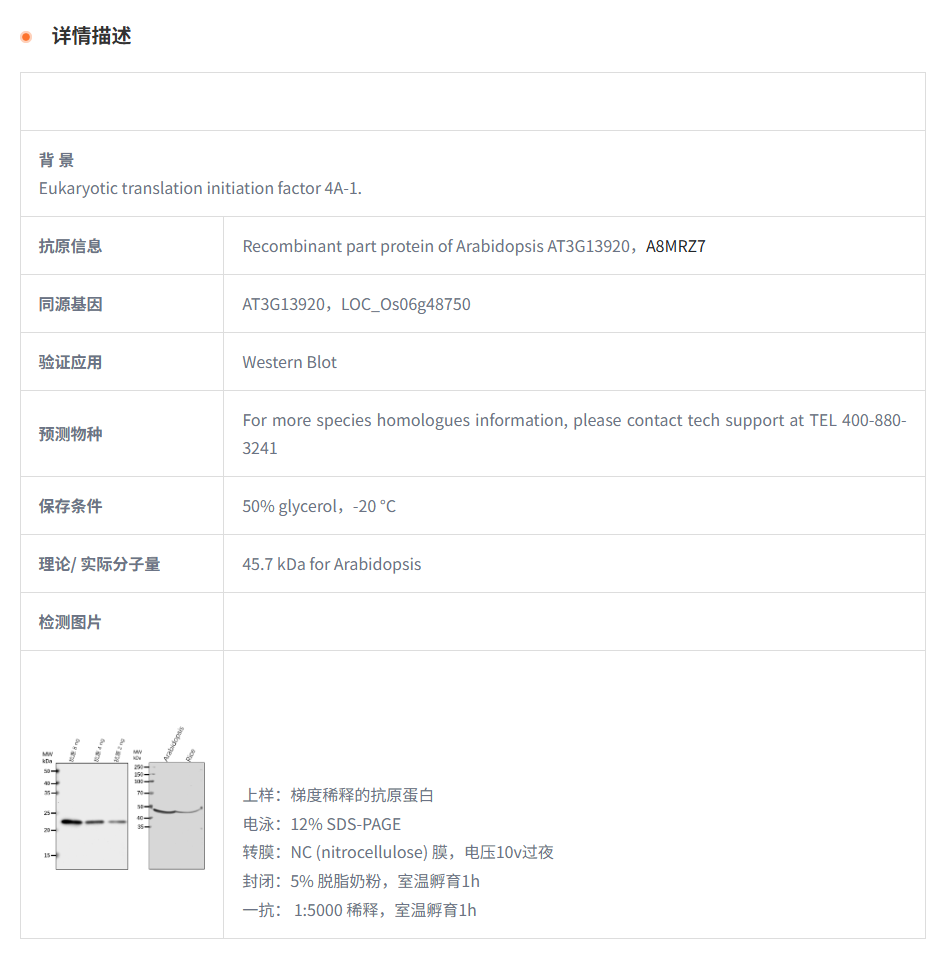 【植物抗体】Anti-EIF4A1/ Eukaryotic 