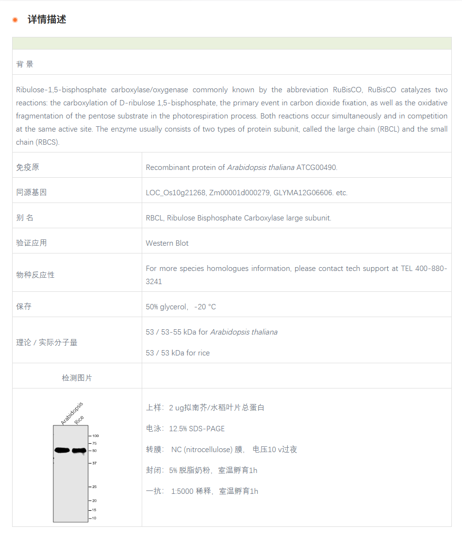 【植物抗体】Anti-RBCL / Ribulose bis