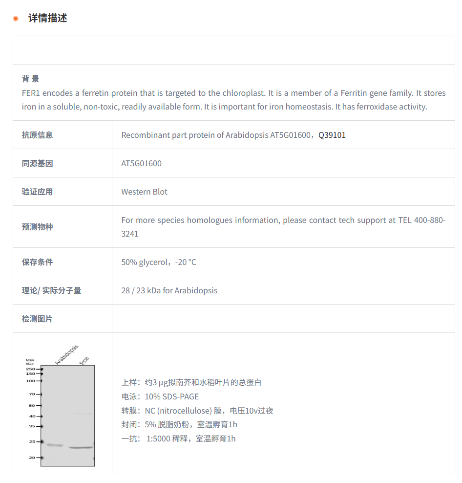 【植物抗体】Anti-FER1/ Ferritin-1, c