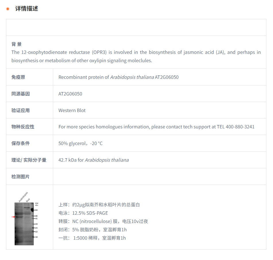 【植物抗体】Anti-OPR3/ 12-oxophytodi