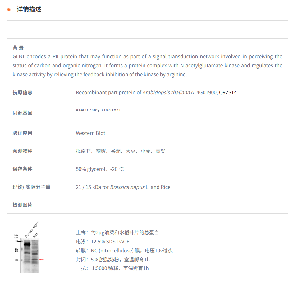 【植物抗体】Anti-GLB1/ Nitrogen regu