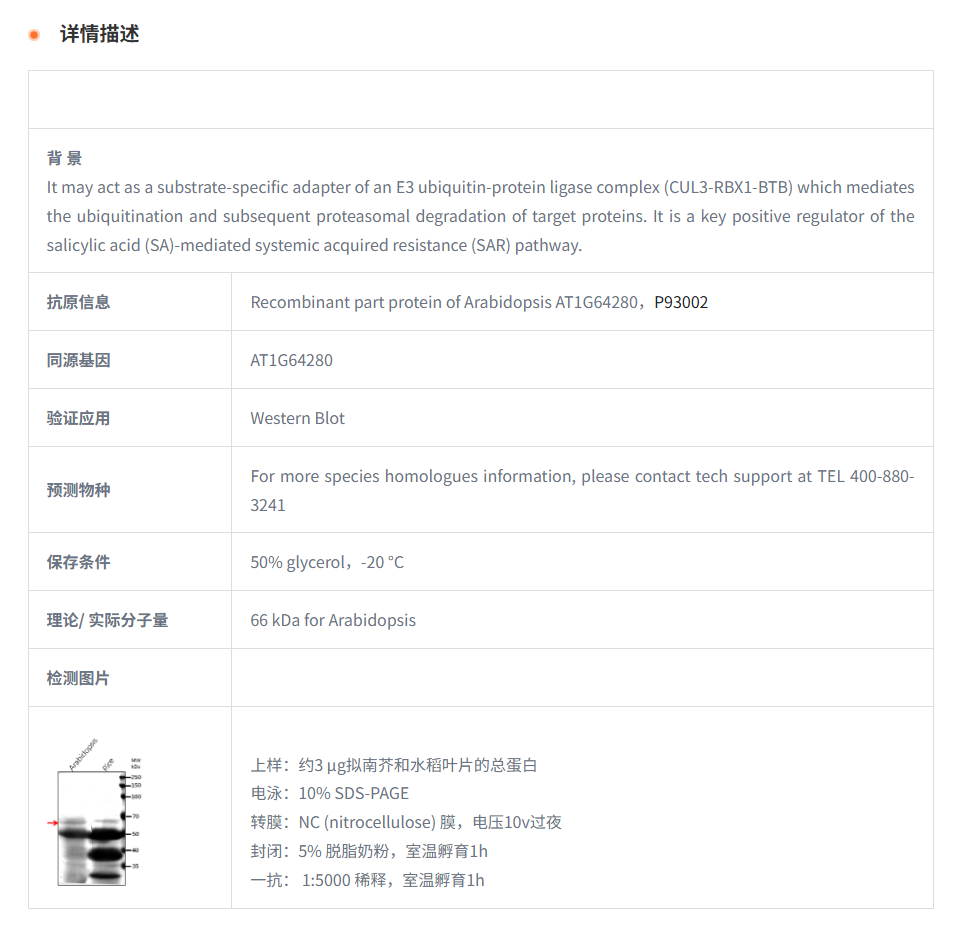 【植物抗体】Anti-NPR1/ Regulatory pr