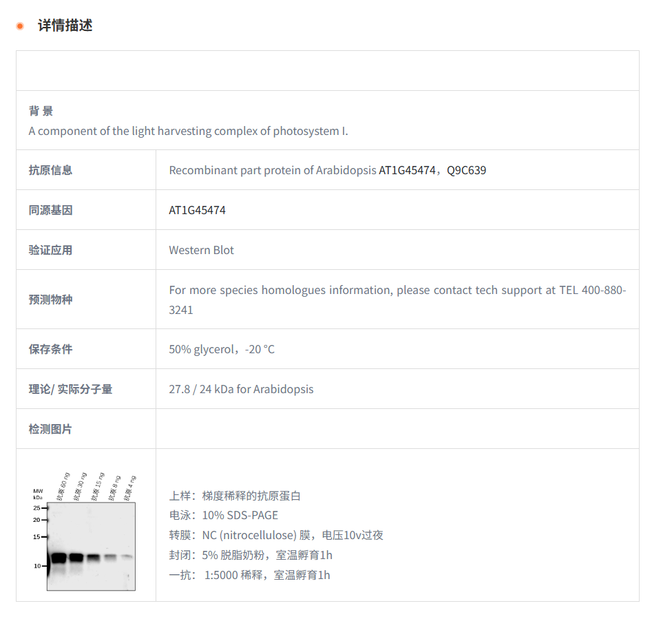 【植物抗体】Anti-Lhca5/ Photosystem