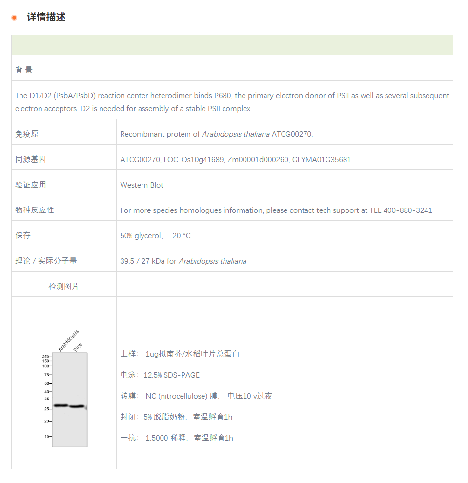 【植物抗体】Anti-PsbD / D2 subunit o