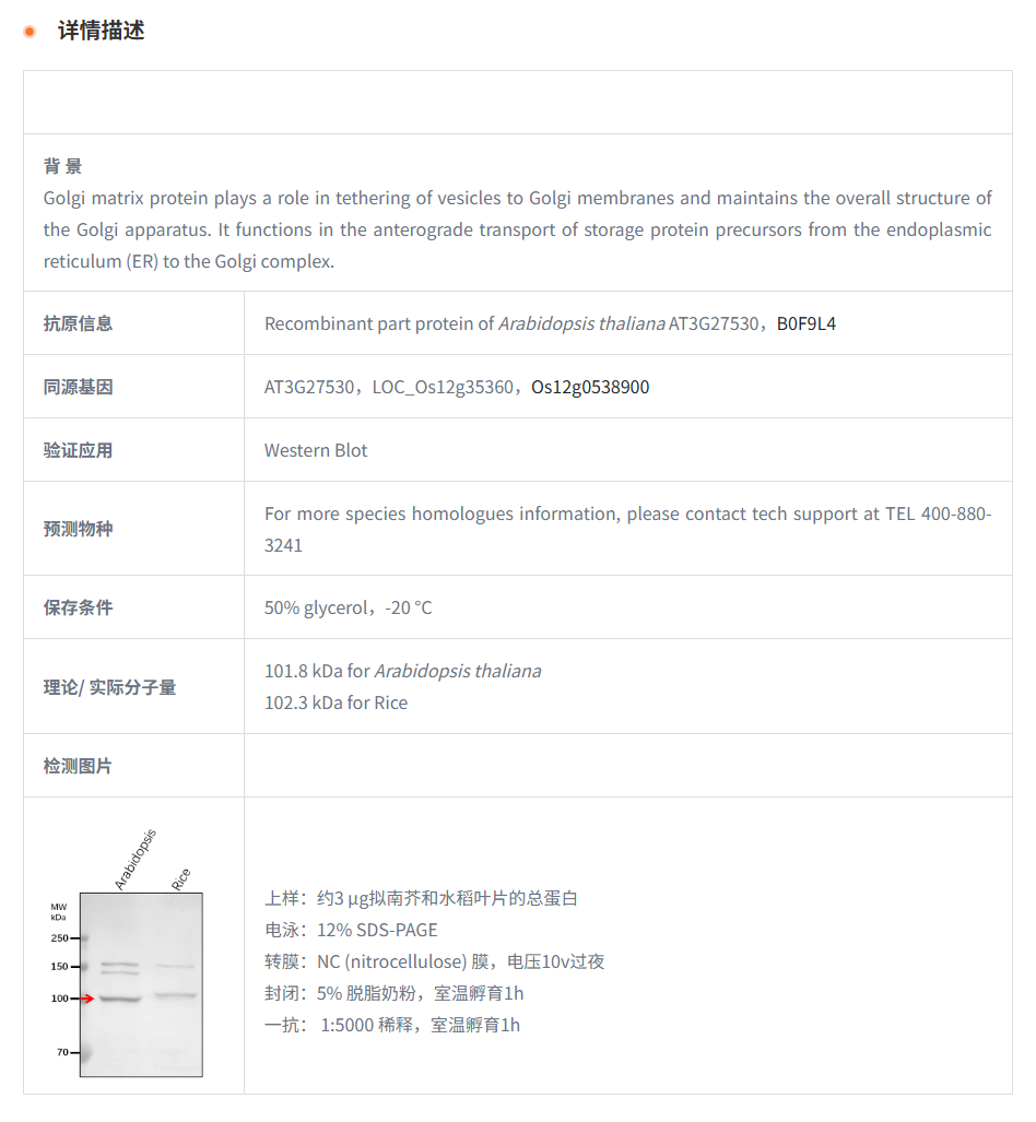 【植物抗体】Anti-GC6/ Golgin candida