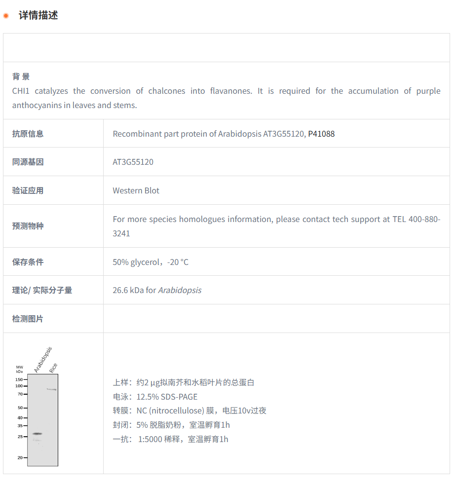 【植物抗体】Anti-CHI1/ Chalcone--fla