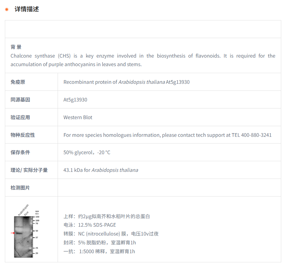 【植物抗体】Anti-CHS / Chalcone synt