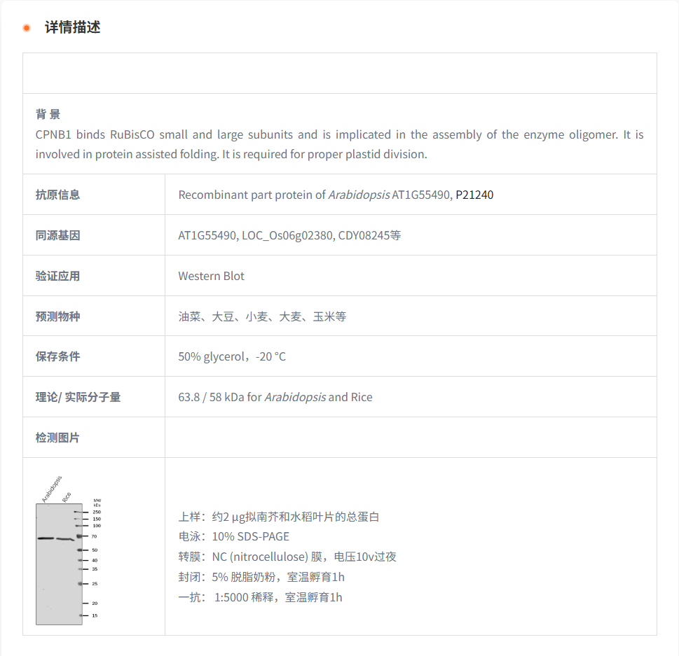 【植物抗体】Anti-CPNB1/ Chaperonin 6