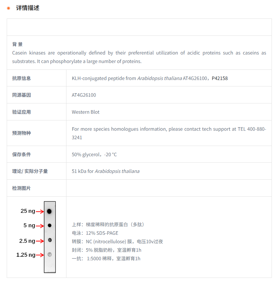 【植物抗体】Anti-CKL1/ Casein kinase