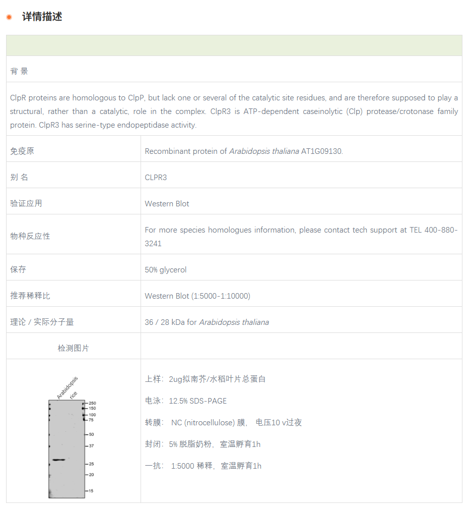 【植物抗体】Anti-ClpR3 / ATP-depende