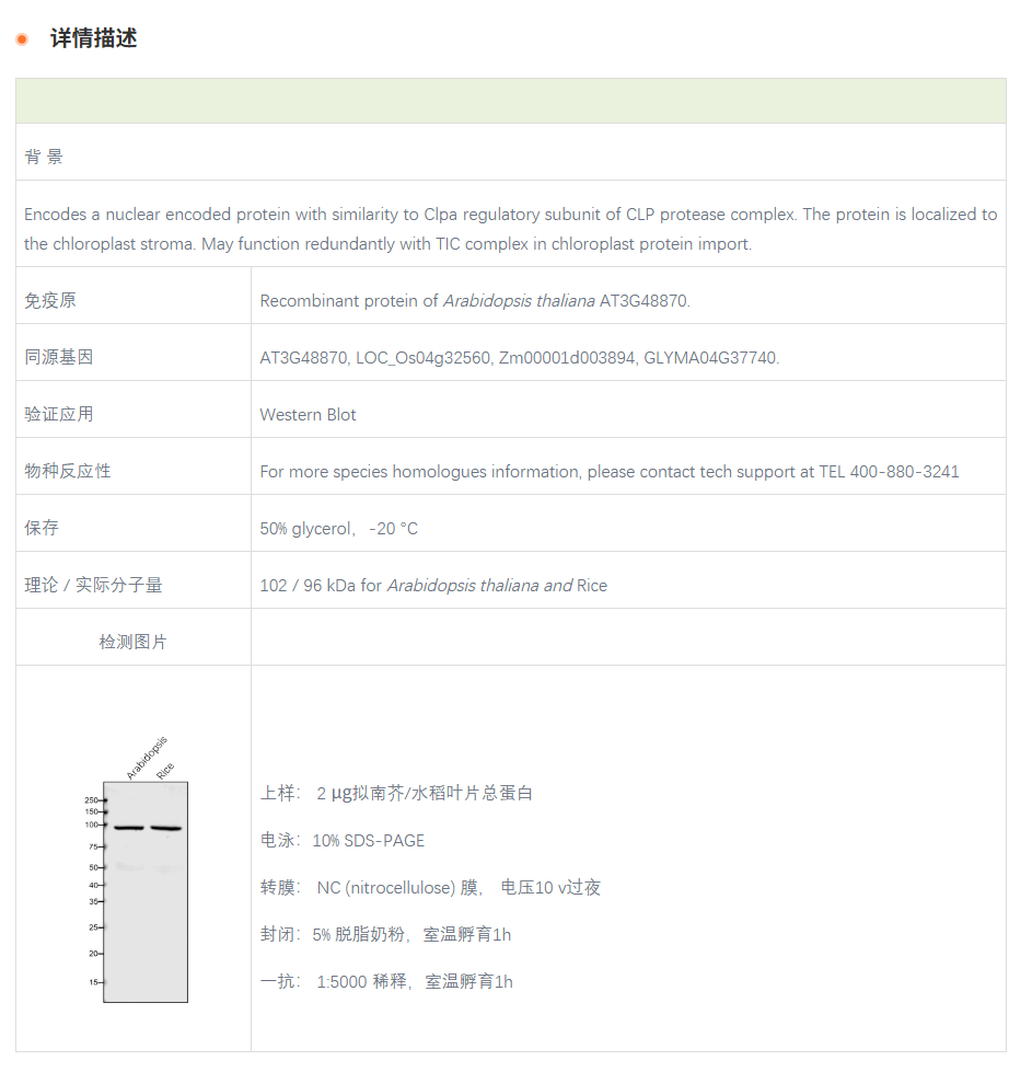 【植物抗体】Anti-CLPC2/HSP93-III/ AT