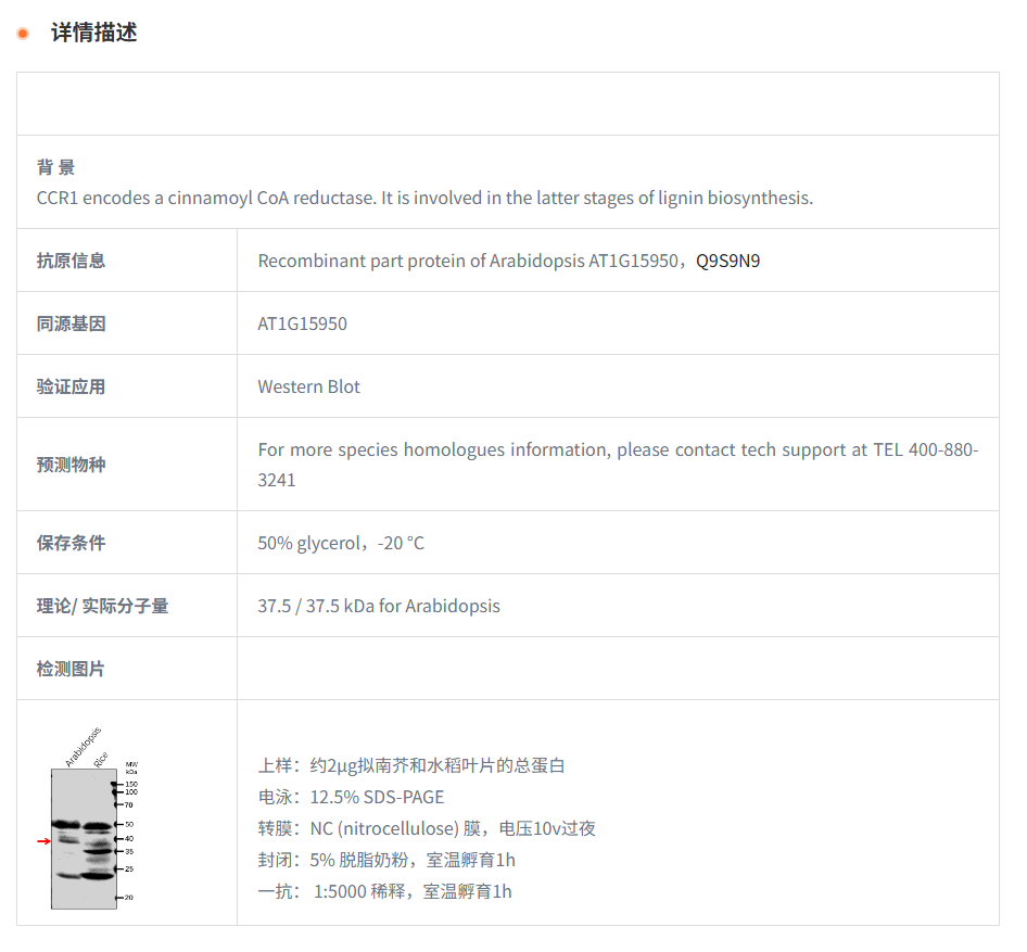 【植物抗体】Anti-CCR1/ Cinnamoyl-CoA