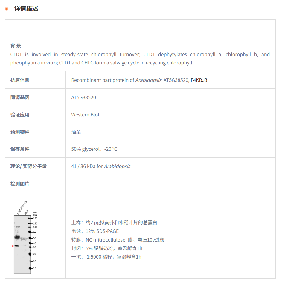 【植物抗体】Anti-CLD1/ CHLOROPHYLL D