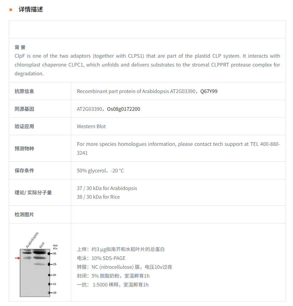【植物抗体】Anti-ClpF/ Clp protease