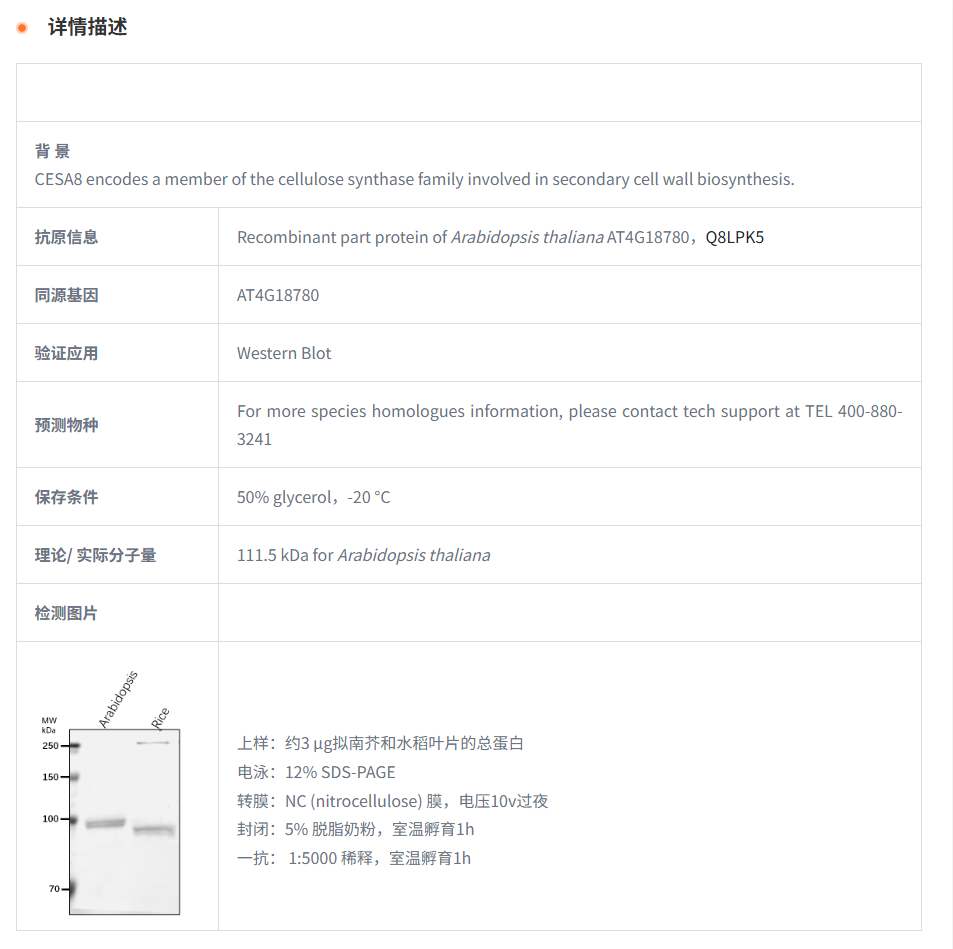 【植物抗体】Anti-CESA8/ Cellulose sy