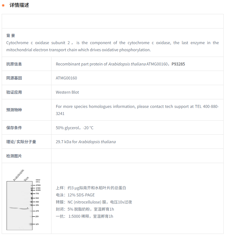 【植物抗体】Anti-COX2/ Cytochrome c