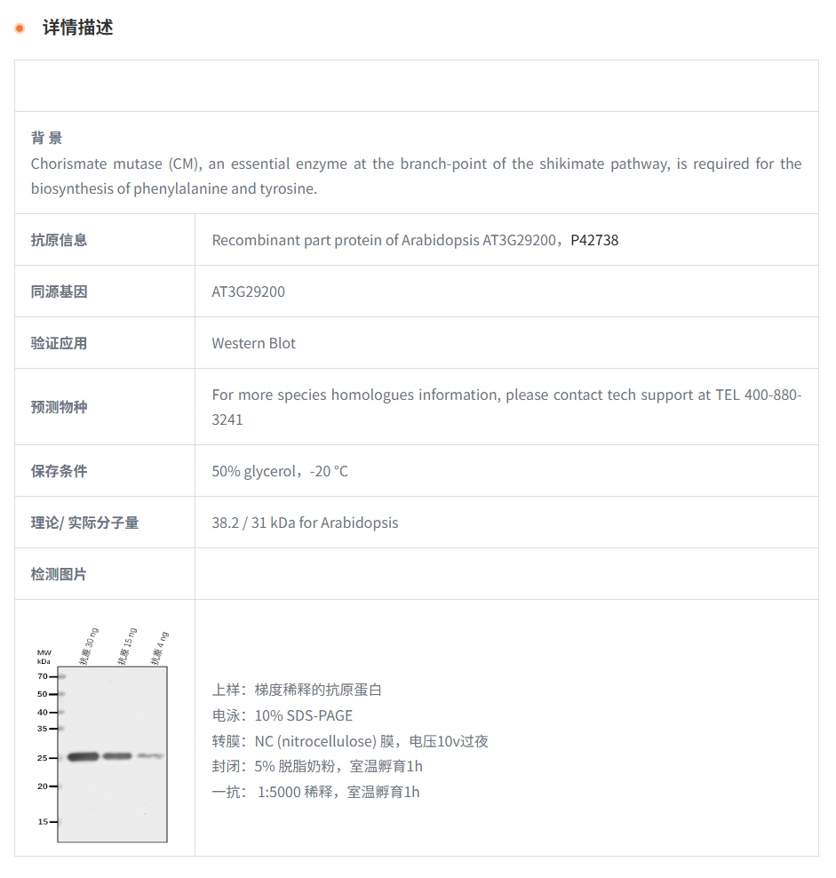 【植物抗体】Anti-CM1/ Chorismate mut