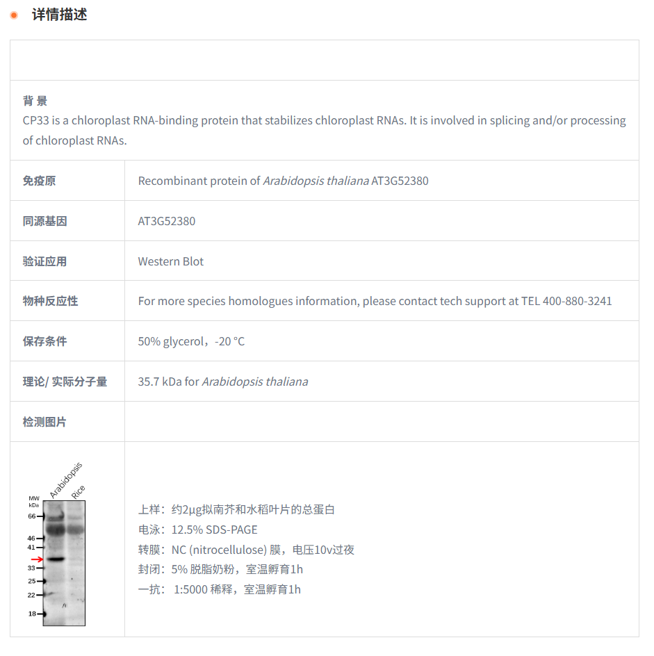 【植物抗体】Anti-CP33/ RNA-binding p