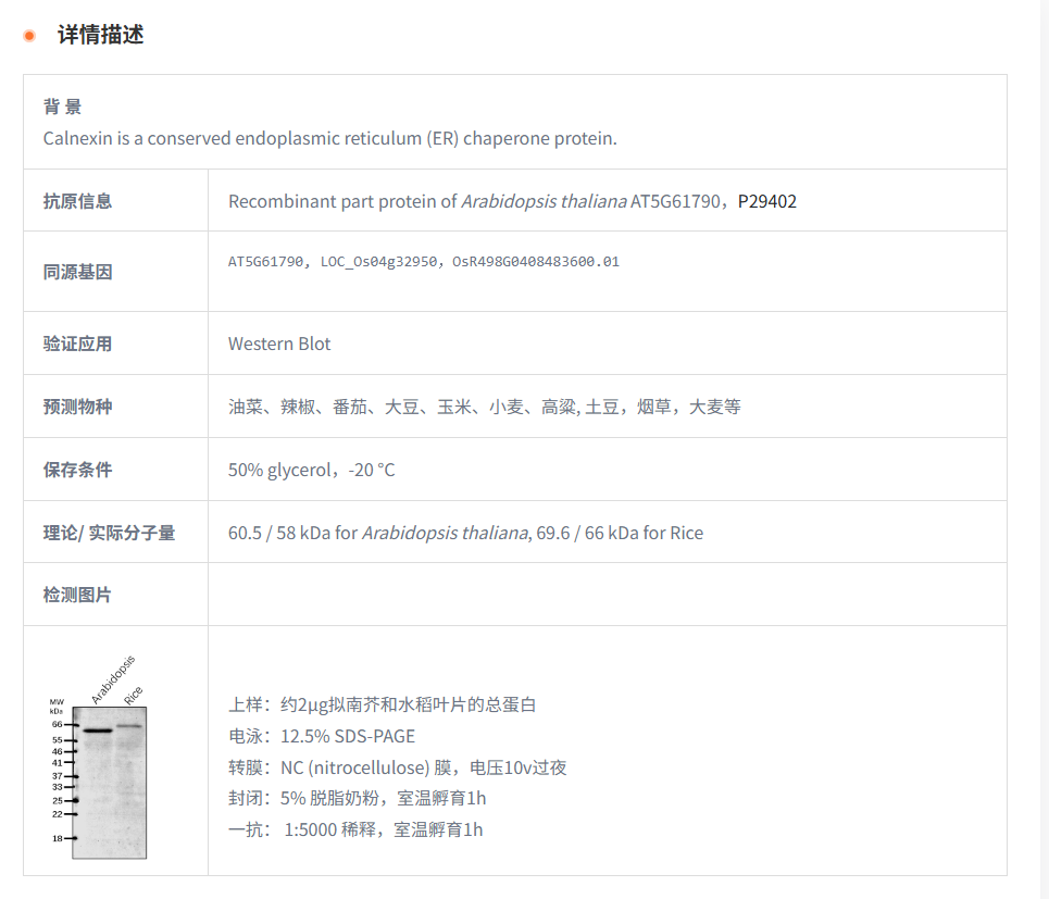 【植物抗体】Anti-CNX1 / Calnexin hom