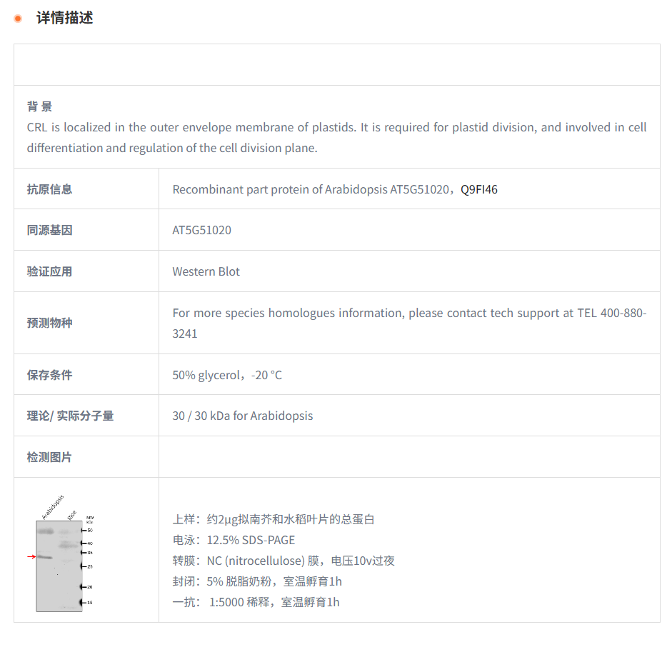 【植物抗体】Anti-CRL/ Chromophore ly