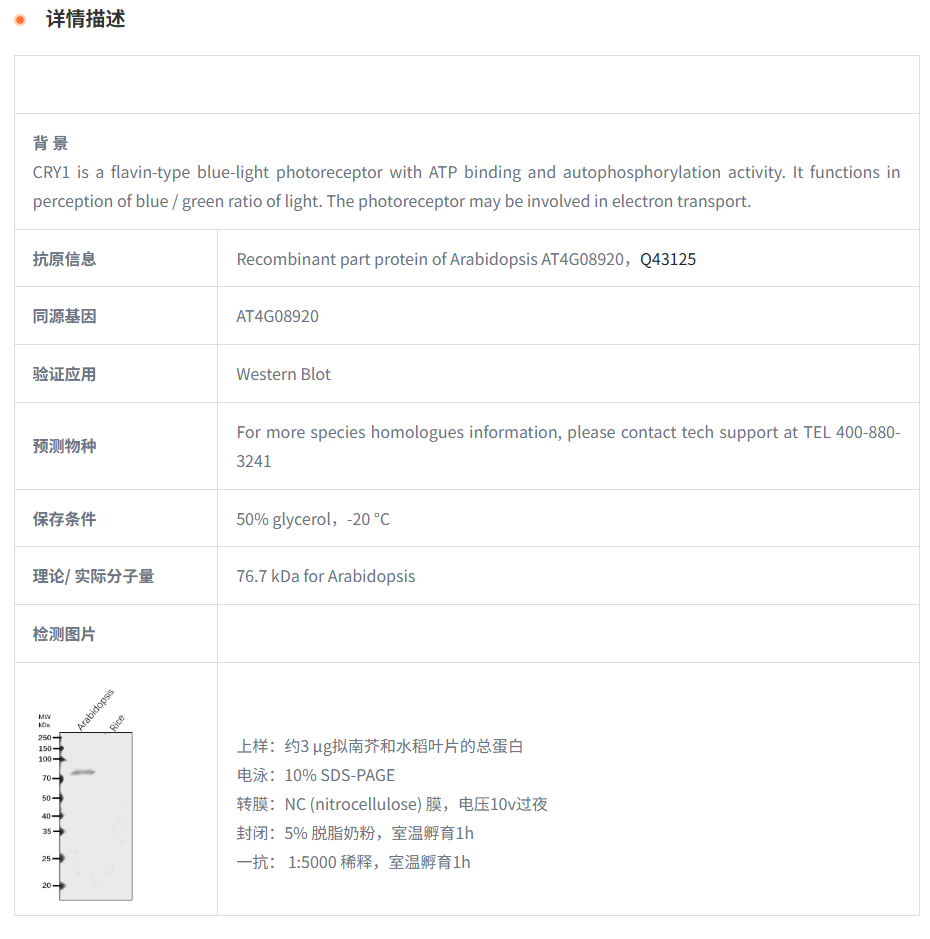 【植物抗体】Anti-CRY1/ Cryptochrome-