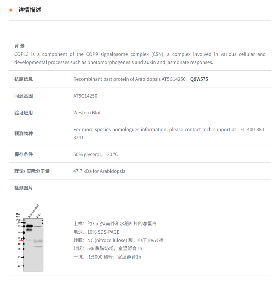 【植物抗体】Anti-COP13/ COP9 signalo