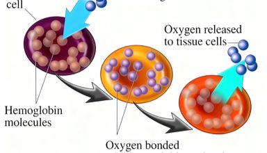 促红细胞生成素：其生理机制与临床应用知多少？