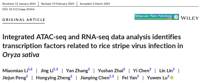 Molecular Plant Pathology重磅:基于Tn5转座酶的ATAC-seq联合RNA-seq,系统揭示水稻应对条纹病毒侵染的核心机制