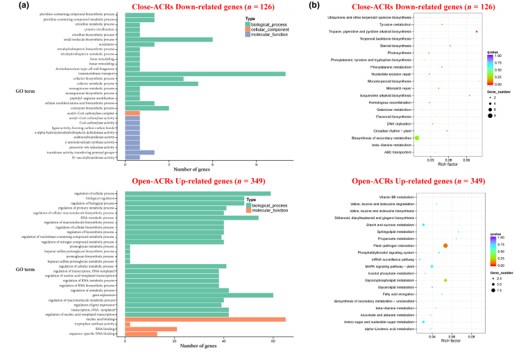 Molecular Plant Pathology重磅:基于Tn5转座酶的ATAC-seq联合RNA-seq,系统揭示水稻应对条纹病毒侵染的核心机制
