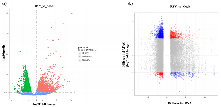Molecular Plant Pathology重磅:基于Tn5转座酶的ATAC-seq联合RNA-seq,系统揭示水稻应对条纹病毒侵染的核心机制