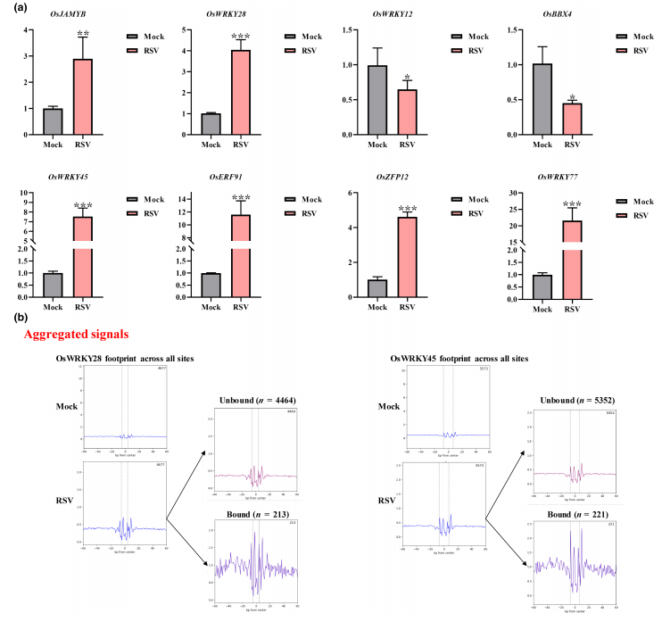 Molecular Plant Pathology重磅:基于Tn5转座酶的ATAC-seq联合RNA-seq,系统揭示水稻应对条纹病毒侵染的核心机制