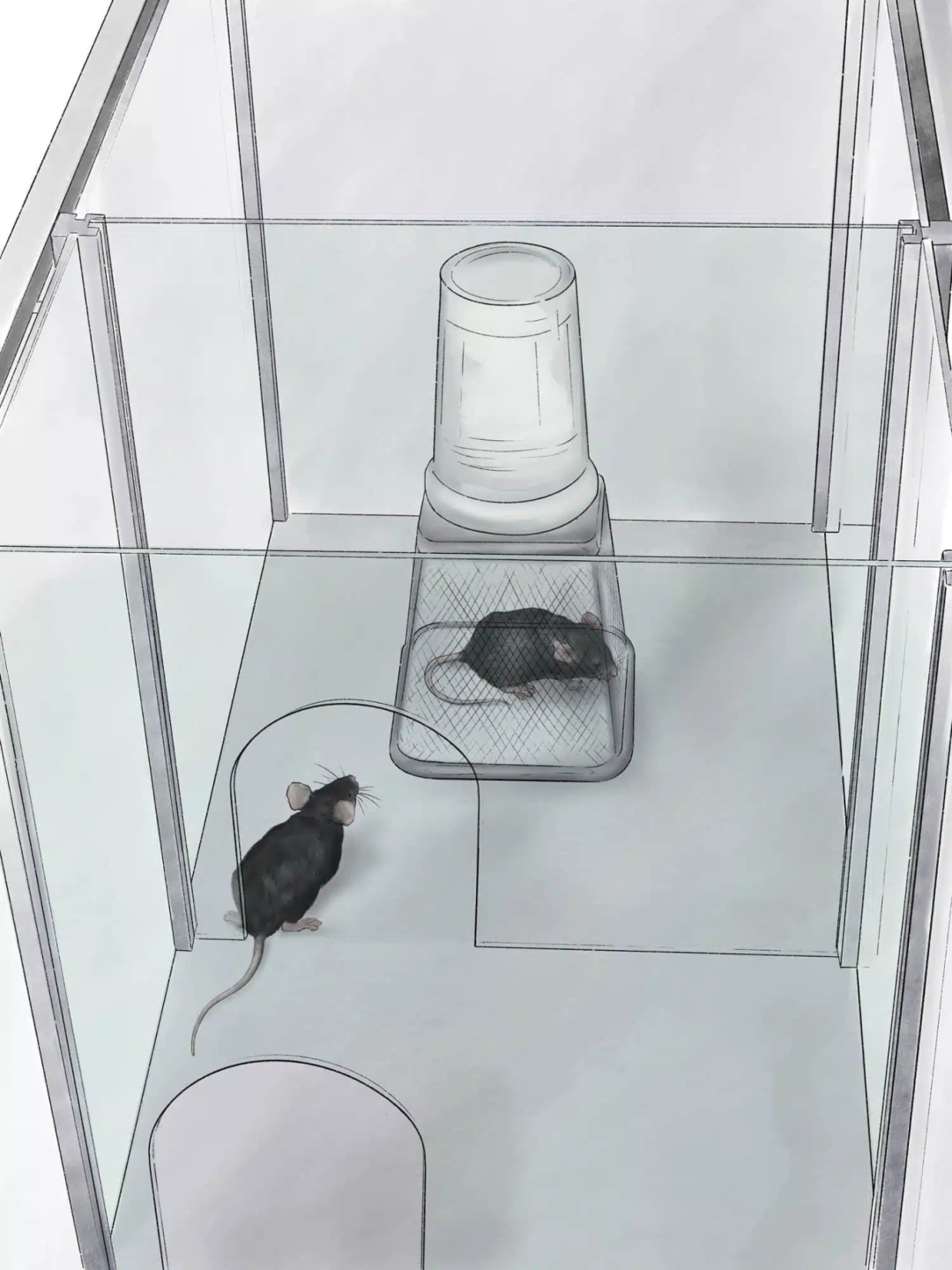 实验干货 | 三箱社交实验：解码小鼠的"社交密码"