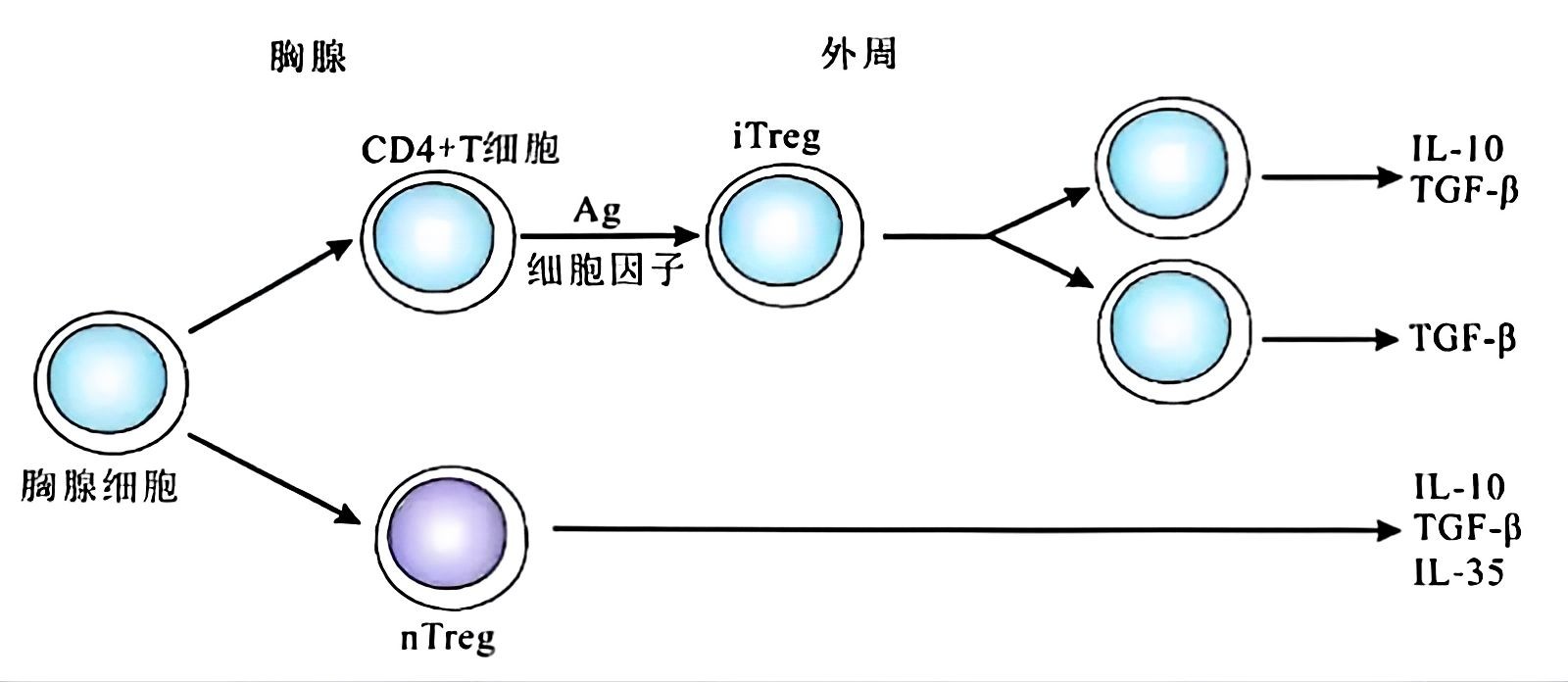 诺奖认可：关于Treg细胞，你需要知道有哪些？
