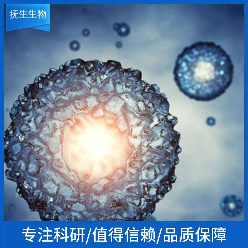 如何优化原代细胞培养条件？