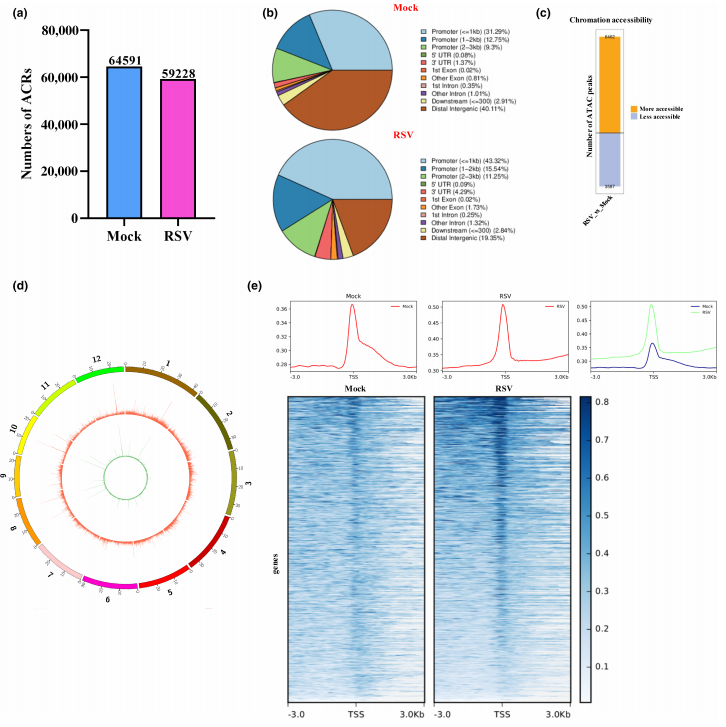 Molecular Plant Pathology重磅:基于Tn5转座酶的ATAC-seq联合RNA-seq,系统揭示水稻应对条纹病毒侵染的核心机制