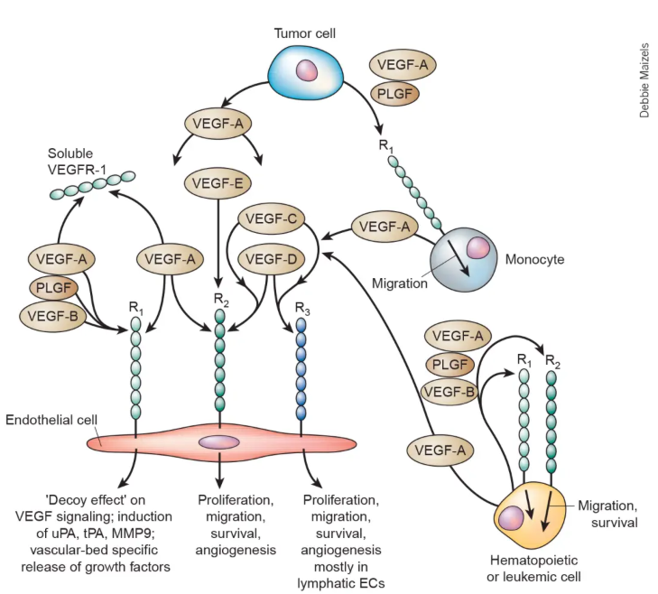 vegf蛋白表达在细胞内还是细胞膜