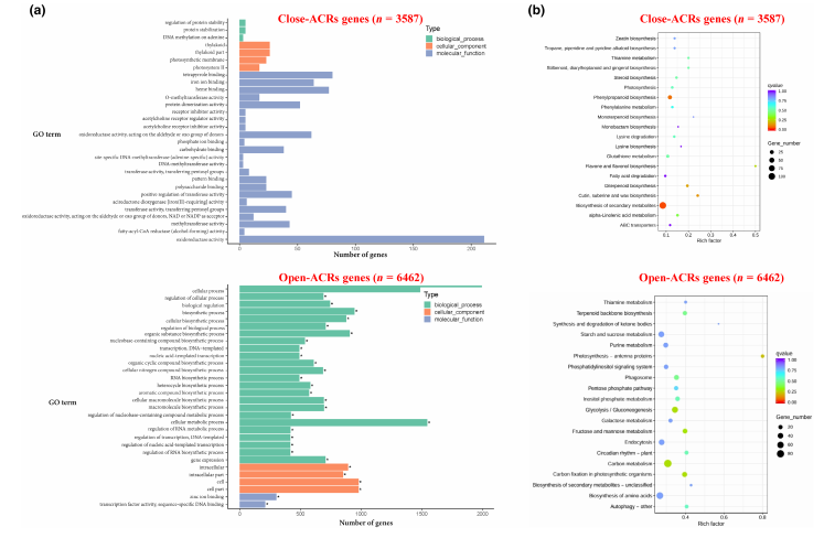 Molecular Plant Pathology重磅:基于Tn5转座酶的ATAC-seq联合RNA-seq,系统揭示水稻应对条纹病毒侵染的核心机制