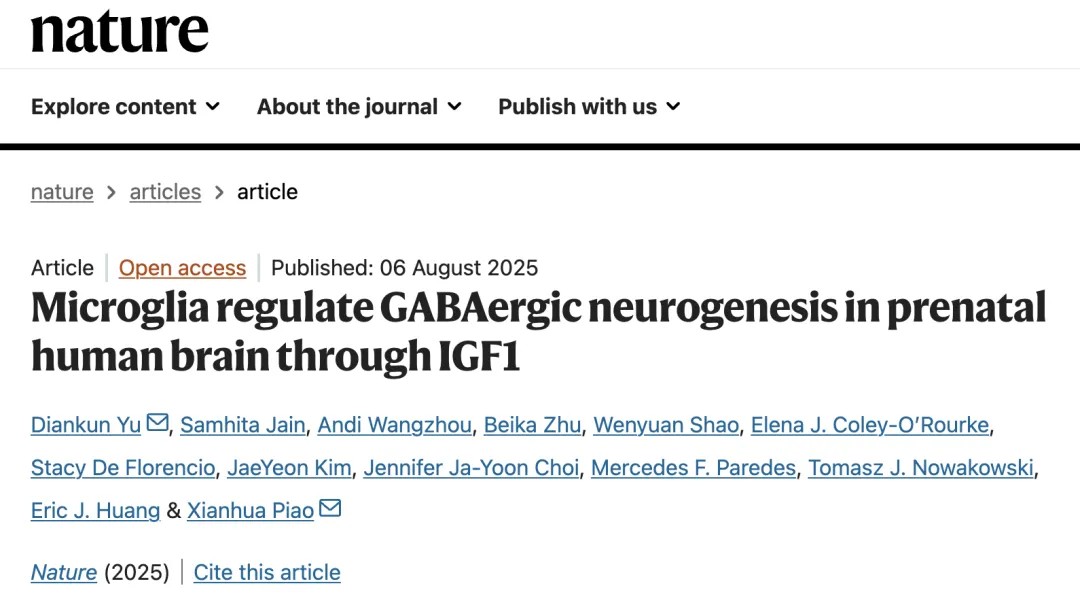 神经免疫类器官首次揭示小胶质细胞经 IGF1 信号调控人脑 GABA 神经元新生