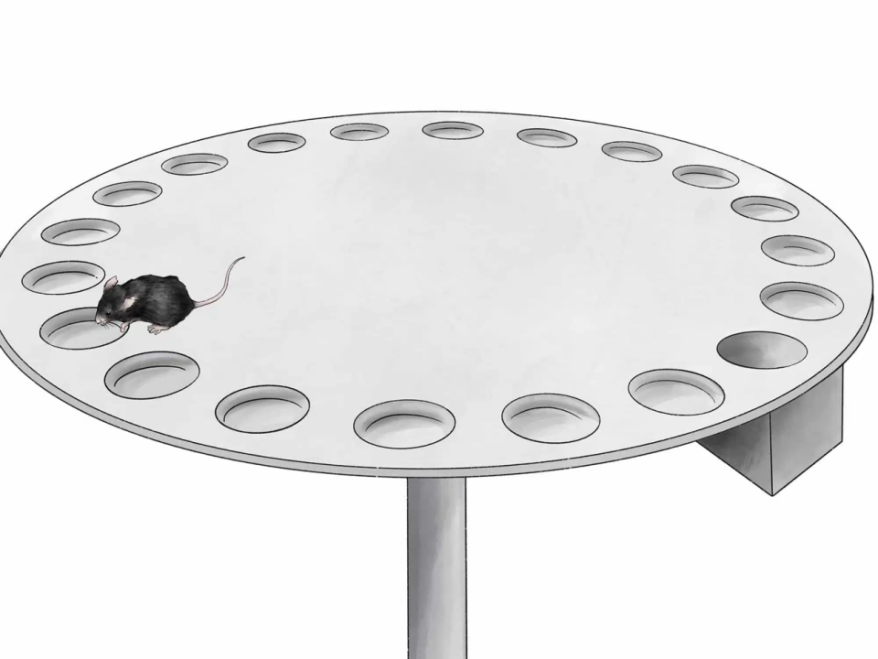 实验干货 | 探索空间记忆奥秘——巴恩斯迷宫实验全解析